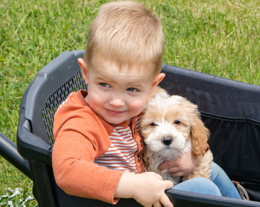 Are Goldendoodles Good Family Dogs?