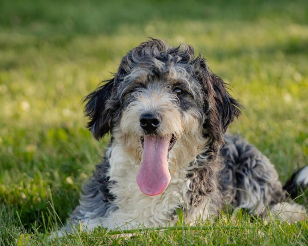 Bernedoodle Nutrition: Uncommon Ingredients and Dietary Approaches