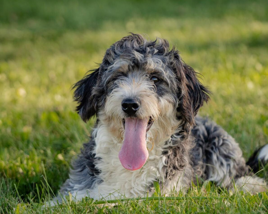 Bernedoodle Nutrition: Uncommon Ingredients and Dietary Approaches