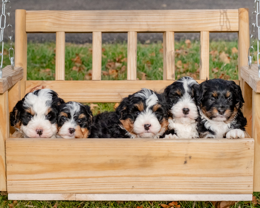Bernedoodle Puppy Biting: Tips and Tricks for New Puppy Owners