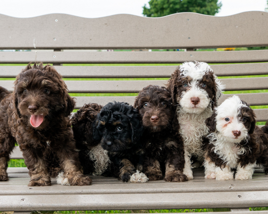 Bernedoodle Socialization: Building a Well-Balanced Pup