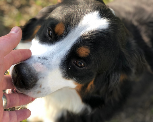 Bernedoodle versus Bernese Mountain Dog: Which is Right for You?