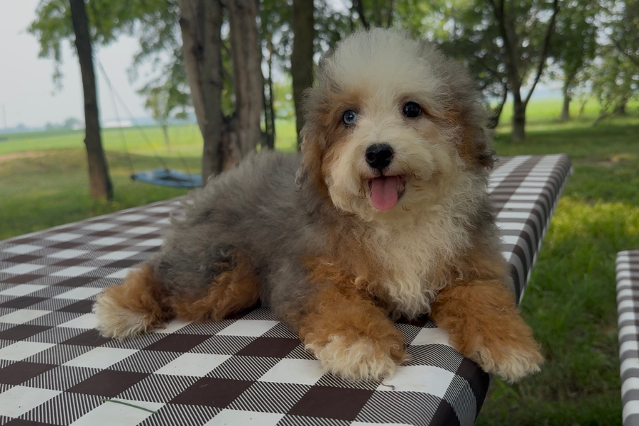 Bernedoodle Coat Colors