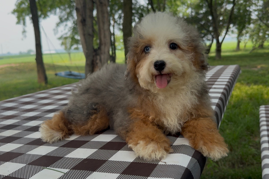 Bernedoodle Coat Colors