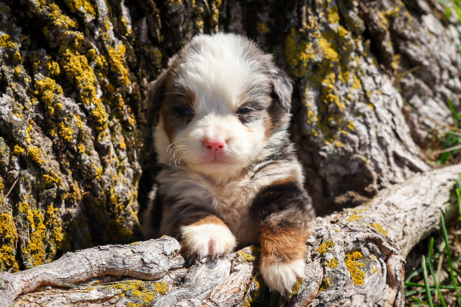 Bernedoodle Puppies for Sale