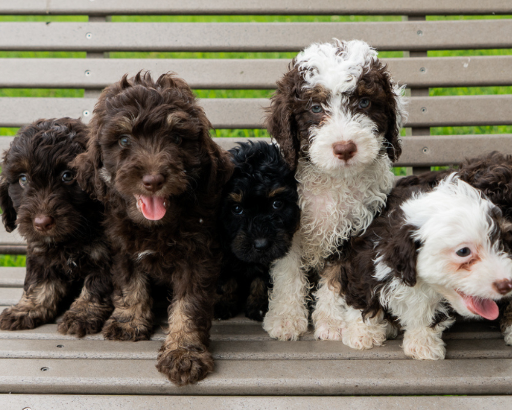 Bernedoodles and Eco-Conscious Living: Sustainable Canine Companions