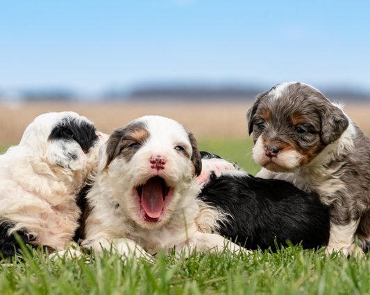 Bernedoodles and Goldendoodles: Which Dog Breed is Best for You?