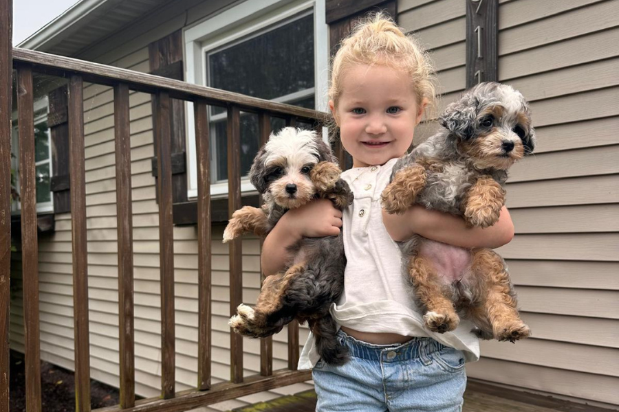 Best-Bernedoodle-Breeder