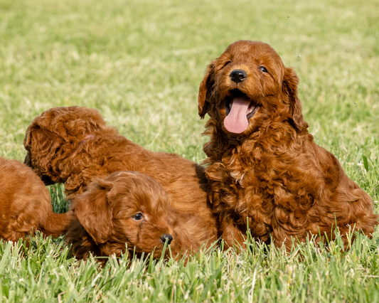 Building a Strong Bond: Strengthening Your Relationship with Your Goldendoodle