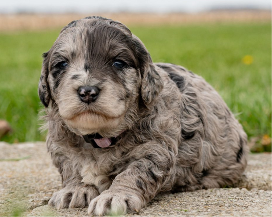 Choosing the Perfect Goldendoodle Puppy: Tips and Considerations