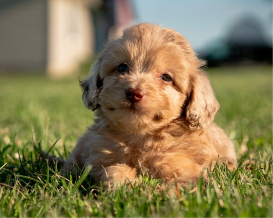 Coping with Seasonal Changes: Weather Considerations for Bernedoodles