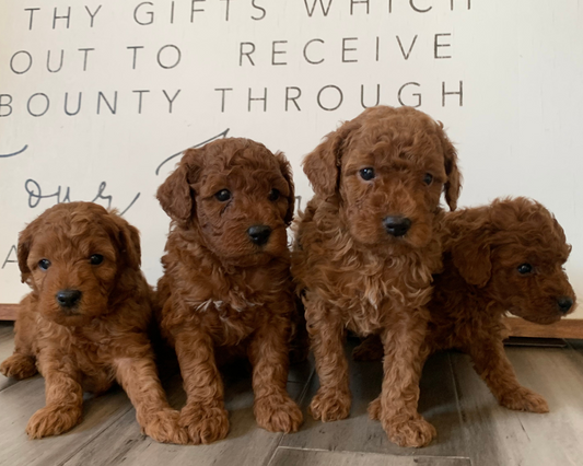 Creating the Perfect Home Environment for Your Goldendoodle