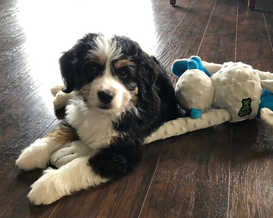 Dealing with Separation Anxiety in Your Bernedoodle