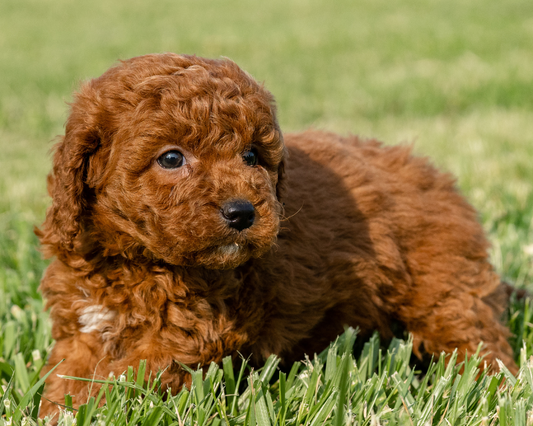 Diet Alternatives for Your Goldendoodle
