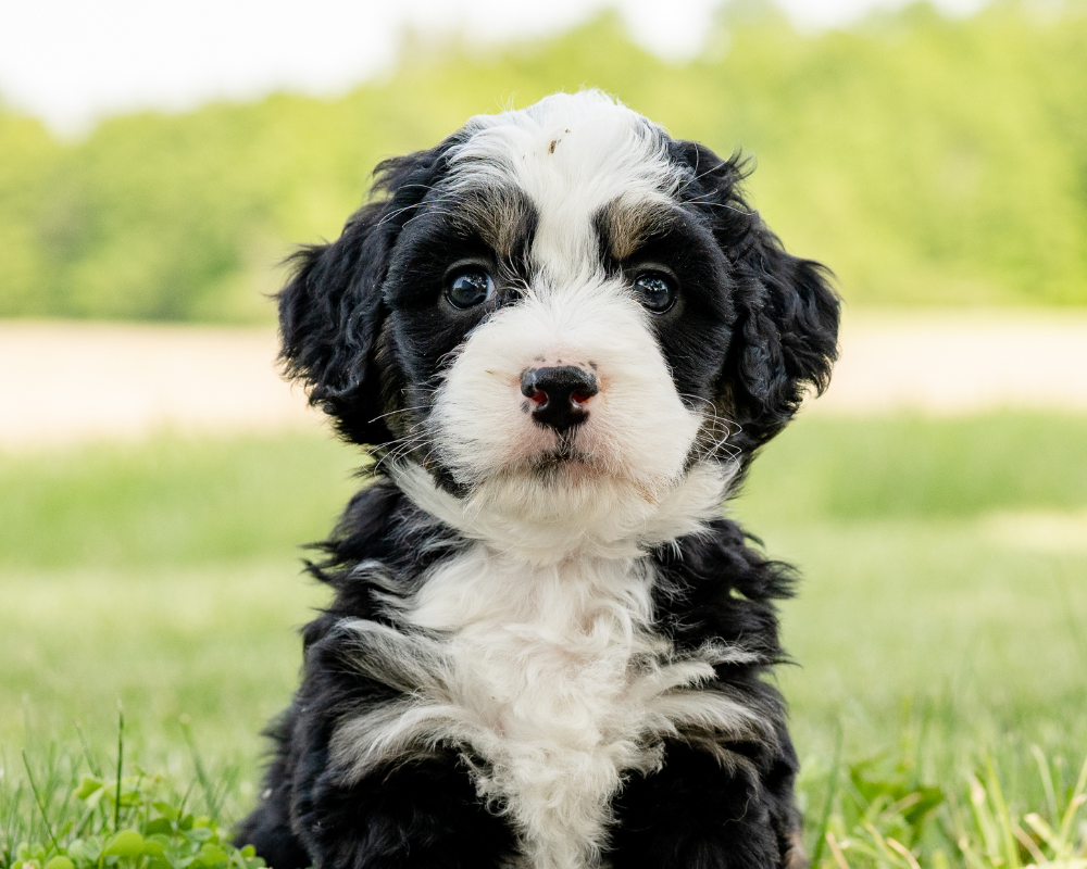 Exercise Ideas for Apartment-Living Bernedoodles: Maximizing Limited Space