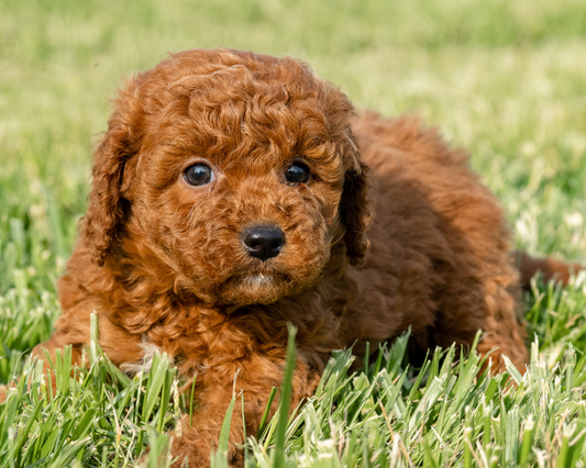 Exploring Gourmet Dining fir Goldendoodles