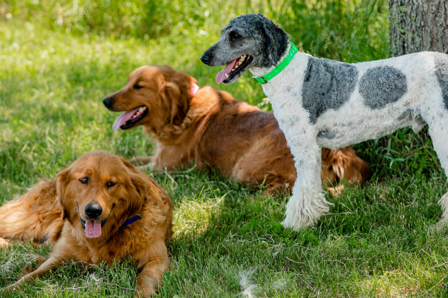 F1B vs Multigenerational Bernedoodle: A Complete Comparison