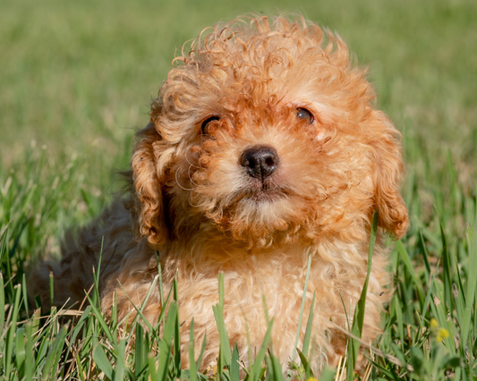 First Aid Natural Remedies for Goldendoodles