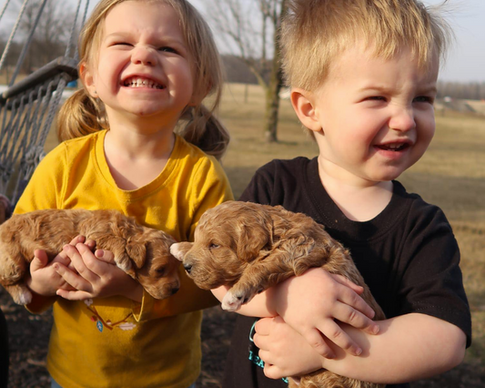 Fostering a Happy and Enriched Goldendoodle Lifestyle