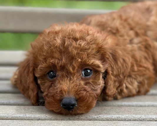 Goldendoodle Bath Time Made Easy
