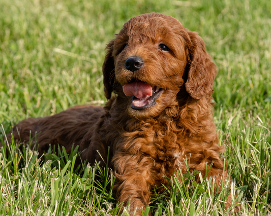 Goldendoodle Dental Care: Tips for a Healthy Smile