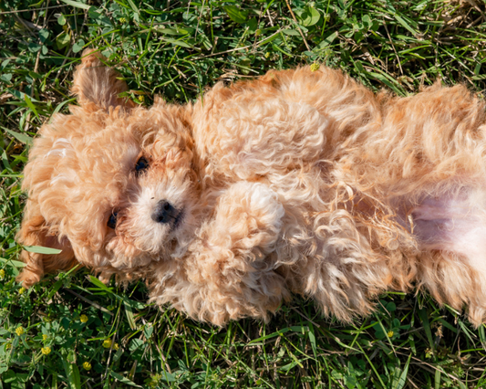 How to Prevent Goldendoodle Ear Infections