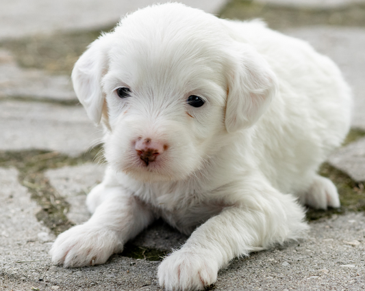 Goldendoodle Exercise: Indoor Activities for Rainy Days