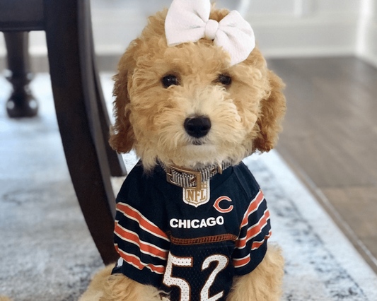 Goldendoodle Fashion: Dressing Your Doodle in Style