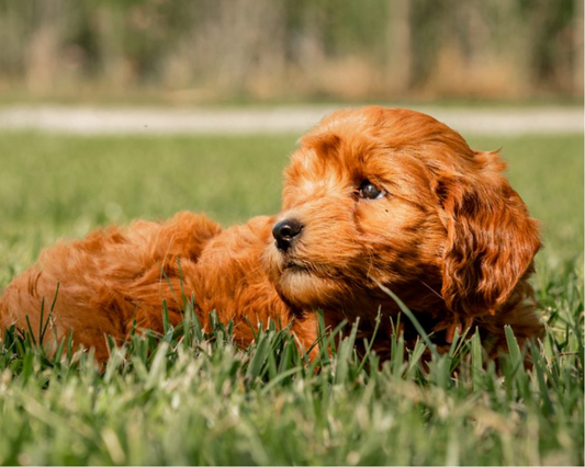 Goldendoodle Playdate Ideas: Socializing Your Pup