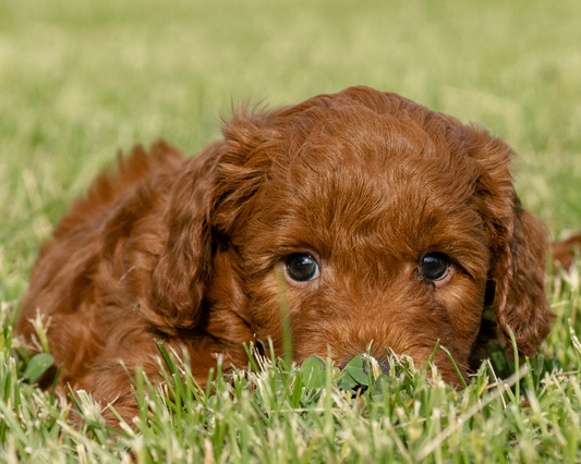How to Start Goldendoodle Potty Training