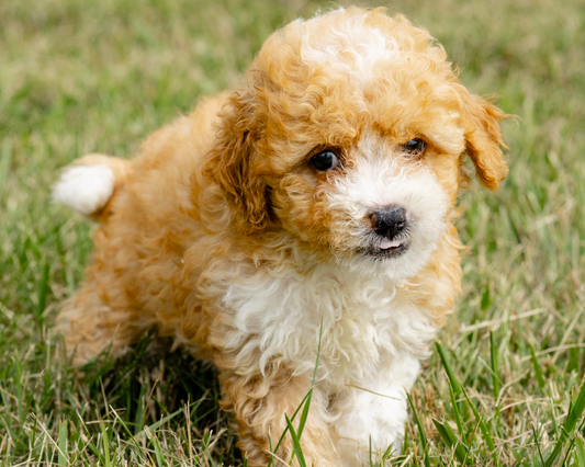 Goldendoodle Skin Care Tips for a Radiant Coat