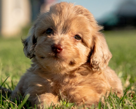 Goldendoodle Temperament: What to Expect from Your Furry Friend