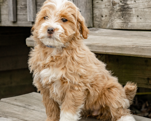 Goldendoodle Wellness Retreat: Pampering and Relaxation for Your Furry Friend