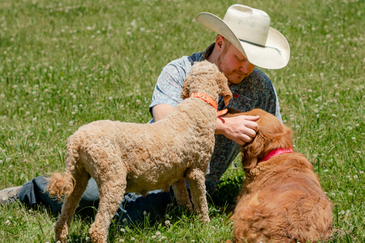 Goldendoodle Breeder