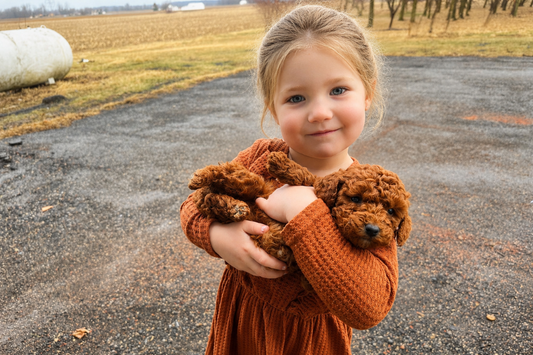 Goldendoodle Breeder