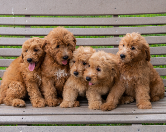 Goldendoodles and Allergies: What You Need to Know