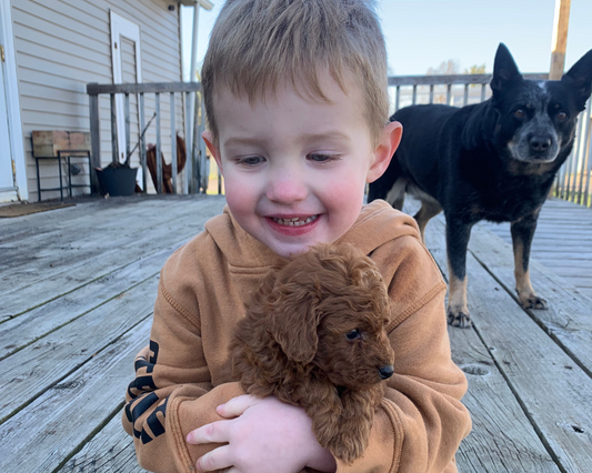 Goldendoodles and Children: Building a Strong Bond