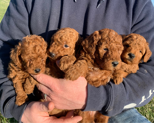 Helping Your Goldendoodle Cope with Loud Noises and Fireworks