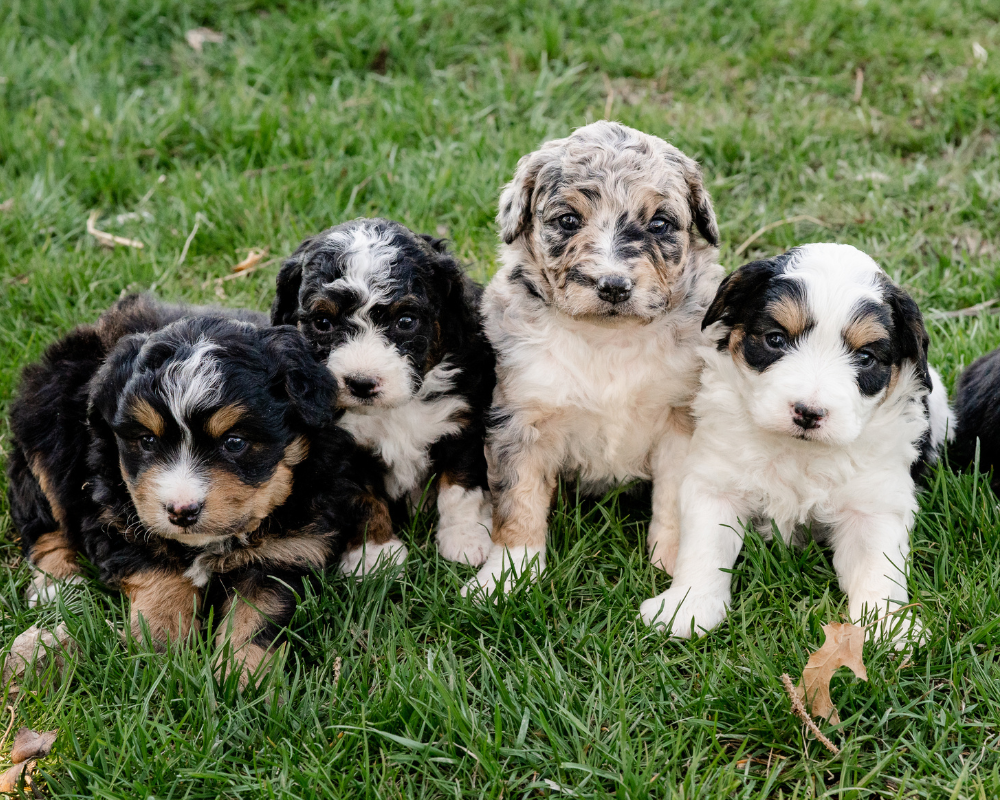 Homemade Treats for Your Bernedoodle: Recipes and Tips for Healthy Snacks