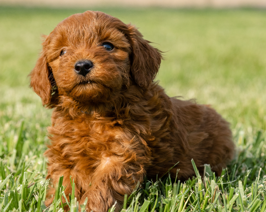 How Can Goldendoodles Bring You Comfort and Healing