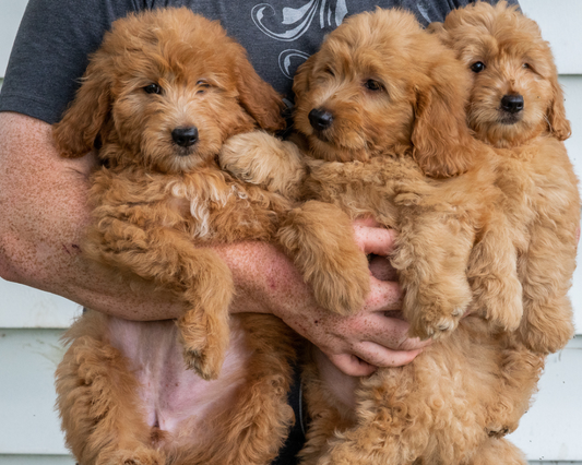 How Can You Tell If Your Puppy is Getting a Well-Balanced Diet?
