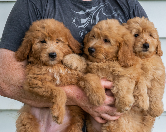 How to Address Resource Guarding in Goldendoodles