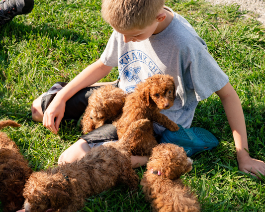 How to Choose the Right Breed for You?