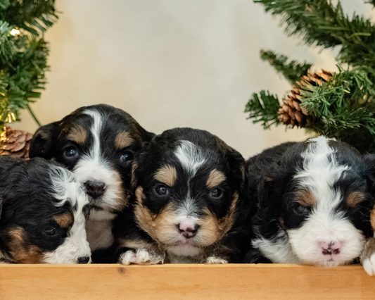 How to Crate Train Your Bernedoodle Puppy?