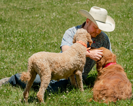How to Find the Best Goldendoodle Breeder
