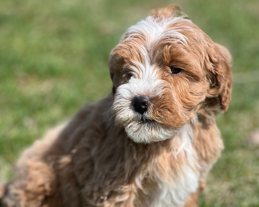 How to Groom Your Goldendoodle: A Step-by-Step Guide