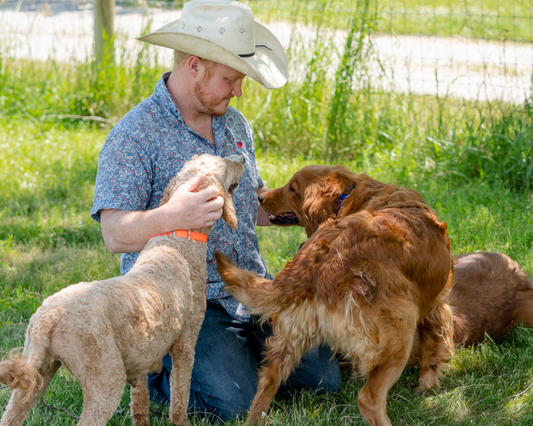 How to Help Your Dog with Separation Anxiety?