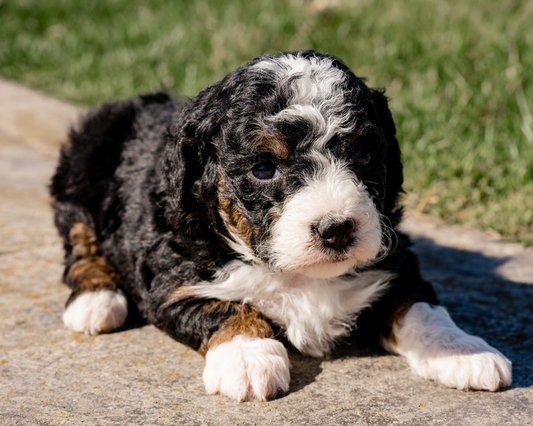 How to Keep Your Bernedoodle Cool in the Summer