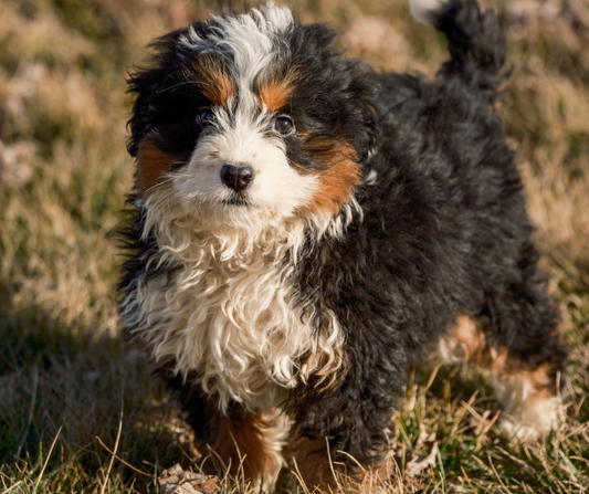 How to Keep Your Bernedoodle Healthy and Happy in a Small Living Space