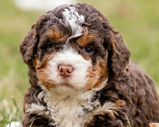 How to Leash Train Your Bernedoodle Puppy?